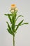 White helichrysum Straw flower bloomingÂ on white background